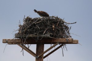 osprey2feed
