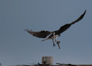 osprey4fish