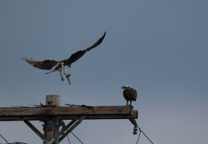 osprey5