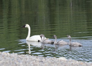 3swansbaby